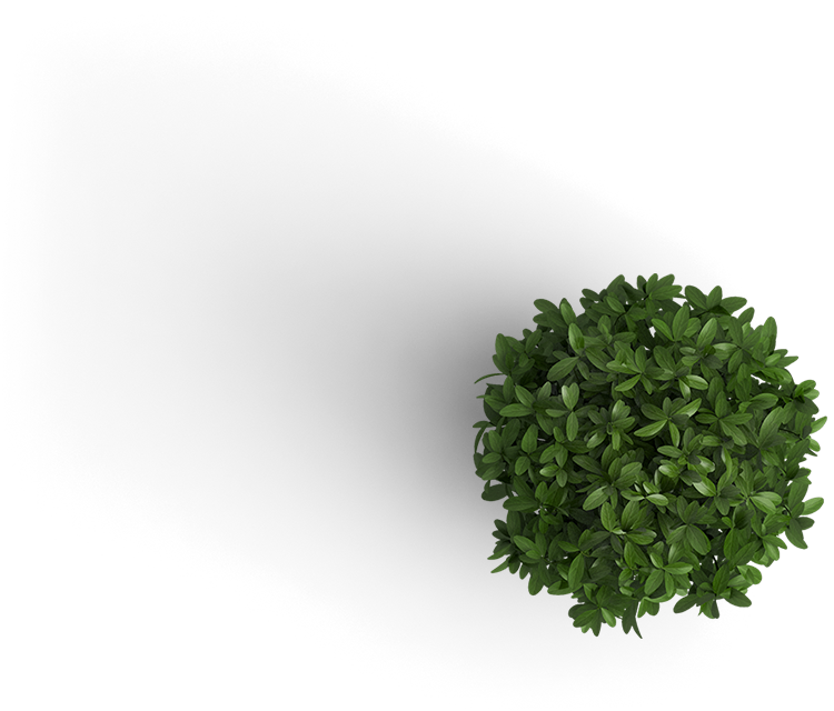 Plant Image